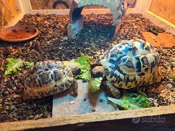 Tartarughe Stigmochelys Pardalis