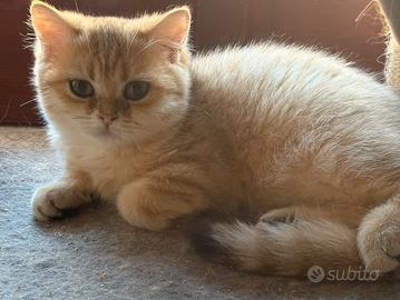 British shorthair