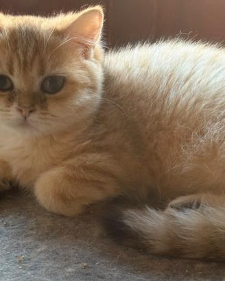 British shorthair