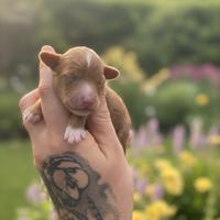 Cucciolo barbonicno toy