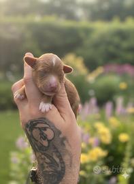 Cucciolo barbonicno toy