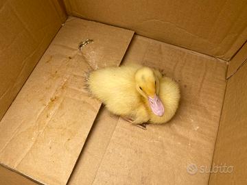 Papera/ anatroccolo,pulcino, animali da cortile