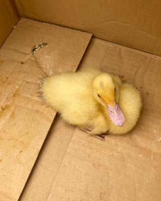 Papera/ anatroccolo,pulcino, animali da cortile