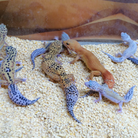 Gechi Leopardini