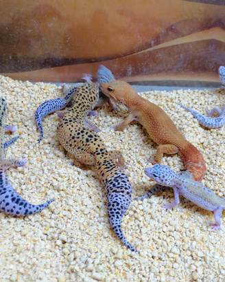 Gechi Leopardini