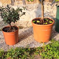 Piante di limone e Agrumi