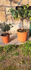 Piante di limone e Agrumi