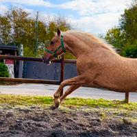 Cavallo Andaluso