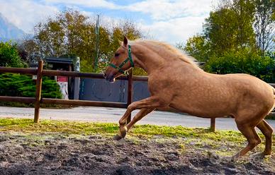 Cavallo Andaluso