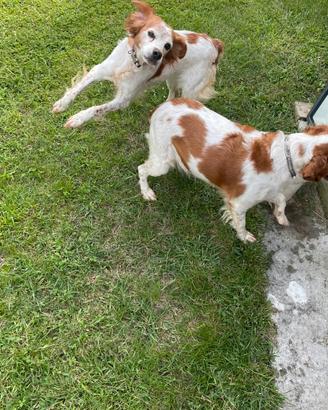 Cani Breton madre e e figlia