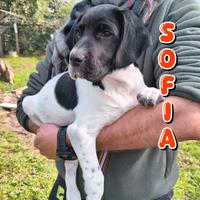 Sofia 2 mesi