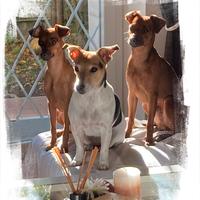 Cuccioli di Pinscher