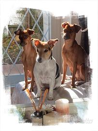 Cuccioli di Pinscher