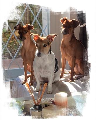 Cuccioli di Pinscher