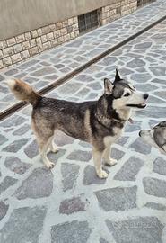 Monta husky