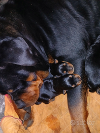 Cuccioli di rottweiler
