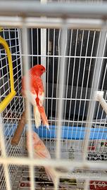 Canarino Rossio brinato