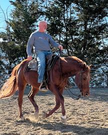 Monta stallone quarter reining gratuita