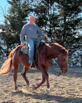 Monta stallone quarter reining gratuita