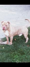 American bully