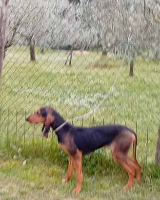 Disponibilità di cuccioli di Segugio italiano