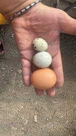 Uovo lekenfelder fecondato