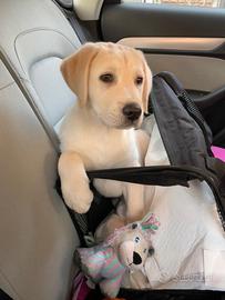 Cuccioli di Labrador con pedigree