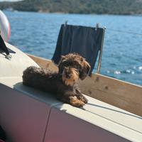 Bassotto pelo duro per monta