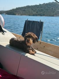 Bassotto pelo duro per monta