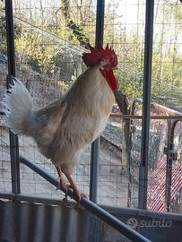 Gallo