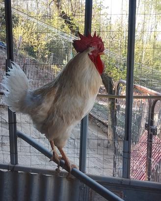 Gallo