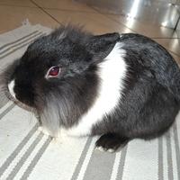 Coniglio nano testa di leone maschio