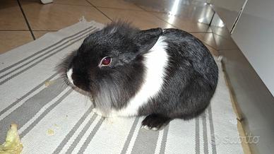 Coniglio nano testa di leone maschio