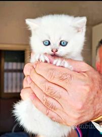 Gattini di pura razza british shorthair di 3 mesi