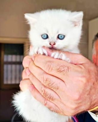 Gattini di pura razza british shorthair di 3 mesi