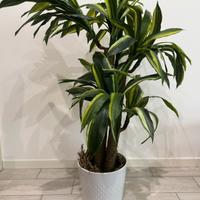 Dracena artificiale con tronco vero