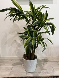 Dracena artificiale con tronco vero