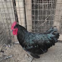 Gallo