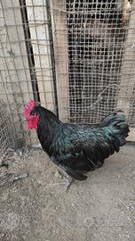 Gallo