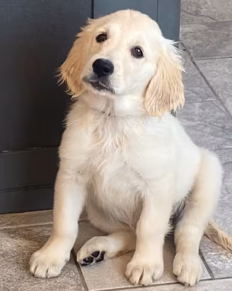 Golden retriever
