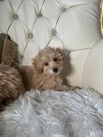 Maltipoo toy