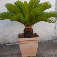 Cycas o cicas