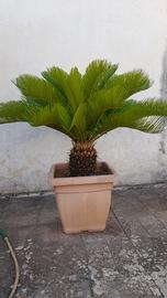 Cycas o cicas
