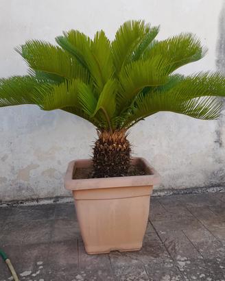 Cycas o cicas