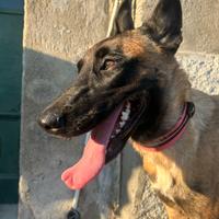Malinois (pastore belga)