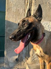 Malinois (pastore belga)