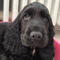 Cocker spaniel inglese