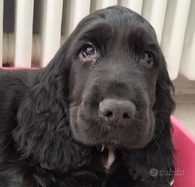 Cocker spaniel inglese