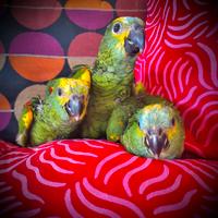 Pulli Amazzone Fronte Blu