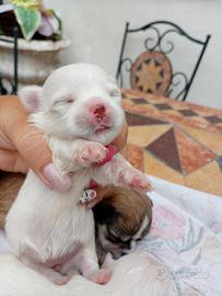 Maltese